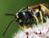 96399 – Photo : Jean-Sébastien Carteron – France (56)