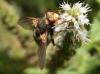 96832 – Photo : Carlos Ordonez – Suisse