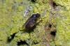 96550 – Photo : Christophe Quintin – France (21)