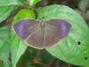 96006 – Photo : OCIS – Bénin