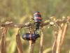 96909 – Photo : OCIS – Bénin
