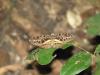 96140 – Photo : OCIS – Bénin