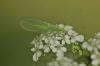 96356 – Photo : Michel Mathieu – France (14)