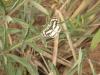 96718 – Photo : OCIS – Bénin