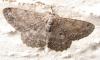 96337 – Photo : Phil – France (40)