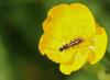 96611 – Photo : Michel Mathieu – France (14)