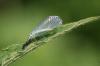 96181 – Photo : Michel Mathieu – France (14)
