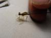 96254 – Photo : Leccia  Blettery – Laos