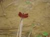 96293 – Photo : Anonyme – Laos
