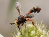 96451 – Photo : Prisca – France (05)