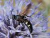 96640 – Photo : Prisca – France (05)