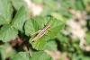 96733 – Photo : Patrick Decreus – France (34)