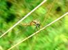 96981 – Photo : Patrick Decreus – France (93)