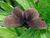 96524 – Photo : Prisca – France (05)