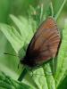 96525 – Photo : Prisca – France (05)