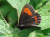 96598 – Photo : Prisca – France (05)