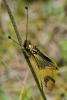 96276 – Photo : Prisca – France (05)