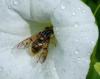 96091 – Photo : Patrick Decreus – France (93)