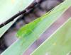 96820 – Photo : Patrick Decreus – France (34)