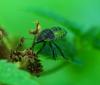 96613 – Photo : Patrick Decreus – France (93)