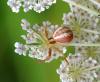 96581 – Photo : Patrick Decreus – France (93)