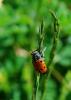 96265 – Photo : Patrick Decreus – France (34)
