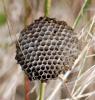 96776 – Photo : Patrick Decreus – France (93)