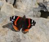 96778 – Photo : Patrick Decreus – France (46)