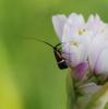 96692 – Photo : Patrick Decreus – France (34)