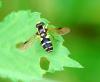 96035 – Photo : Patrick Decreus – France (93)
