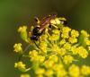 96974 – Photo : Patrick Decreus – France (93)