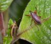 96897 – Photo : Christian Widmann – Réunion (La)