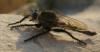 96491 – Photo : clovis – Croatie