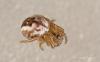 96448 – Photo : Francois Diemert – France (44)