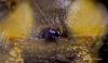 96708 – Photo : Francois Diemert – France (44)