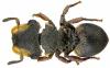 96073 – Photo : J.-H. Yvinec – Guyane française