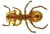 96081 – Photo : J.-H. Yvinec – Guyane française
