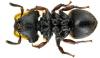 96074 – Photo : J.-H. Yvinec – Guyane française