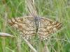 96339 – Photo : Annie Schaetzel – France (57)