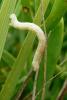 96015 – Photo : Patrick Le Mao – France (35)