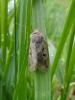 96814 – Photo : Annie Schaetzel – France (54)
