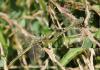 96870 – Photo : Castor – France (49)