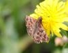 96944 – Photo : Castor – France (79)