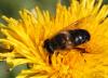 96355 – Photo : Castor – France (49)