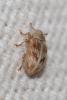 96530 – Photo : Jean-Laurent HENTZ – France (30)