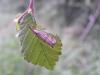 96690 – Photo : Castor – France (49)