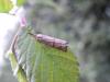 96711 – Photo : Castor – France (49)