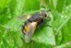 96758 – Photo : Castor – France (49)