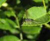 96801 – Photo : clovis – France (26)