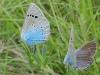 96596 – Photo : Annie Schaetzel – France (57)